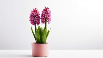 Photo of Hyacinth flower in pot isolated on white background. Generative AI