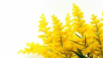 Photo of beautiful Goldenrod flower isolated on white background. Generative AI