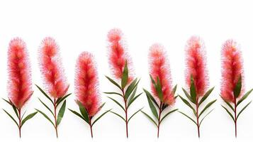 Bottlebrush flower pattern background. Flower background texture. Generative AI photo