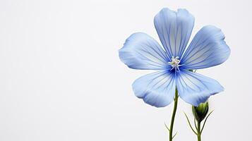 Photo of beautiful Flax flower isolated on white background. Generative AI