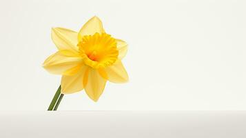 Photo of beautiful Daffodil flower isolated on white background. Generative AI