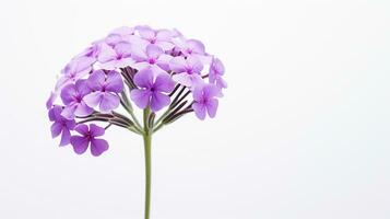 Photo of beautiful Verbena flower isolated on white background. Generative AI