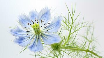 Photo of beautiful Love-in-a-Mist flower isolated on white background. Generative AI