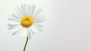 Photo of beautiful Shasta Daisy flower isolated on white background. Generative AI