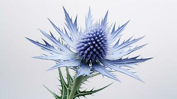 Photo of beautiful Sea Holly flower isolated on white background. Generative AI