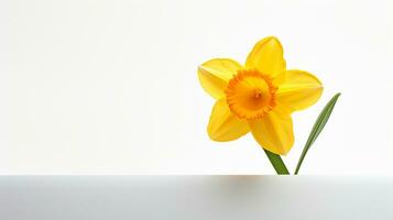 Photo of beautiful Daffodil flower isolated on white background. Generative AI