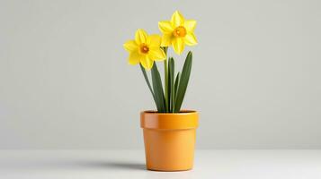 Photo of Daffodil flower in pot isolated on white background. Generative AI