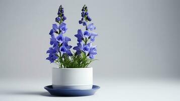 Photo of Delphinium flower in pot isolated on white background. Generative AI