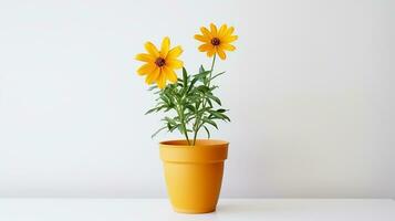 Photo of Coreopsis flower in pot isolated on white background. Generative AI