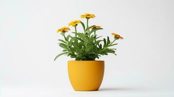 Photo of Sneezeweed flower in pot isolated on white background. Generative AI