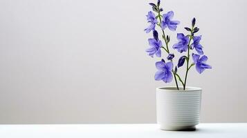 Photo of Larkspur flower in pot isolated on white background. Generative AI