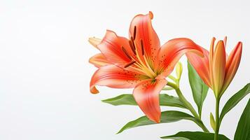 Photo of beautiful Lilium flower isolated on white background. Generative AI