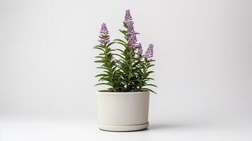 Photo of Bishops Weed flower in pot isolated on white background. Generative AI