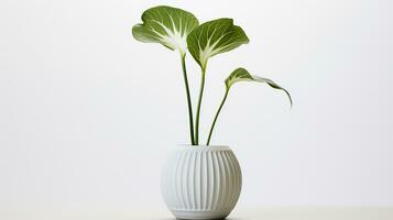 Photo of Jack-in-the-pulpi flower in pot isolated on white background. Generative AI