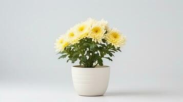 Photo of Chrysanthemum flower in pot isolated on white background. Generative AI