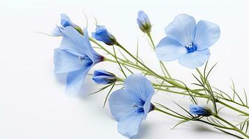 Photo of beautiful Flax flower isolated on white background. Generative AI