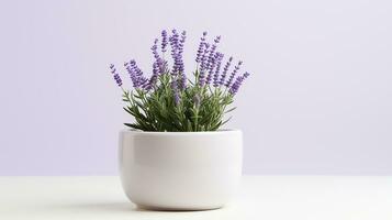 Photo of Lavender flower in pot isolated on white background. Generative AI