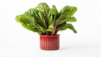 Photo of Swiss Chard flower in pot isolated on white background. Generative AI