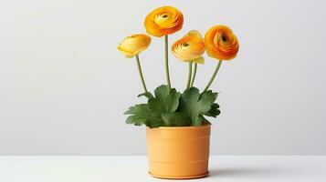 Photo of Ranunculus flower in pot isolated on white background. Generative AI