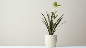 Photo of Yucca flower in pot isolated on white background. Generative AI