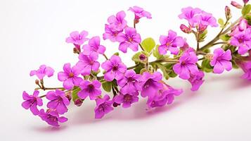 Photo of beautiful Rockcress flower isolated on white background. Generative AI