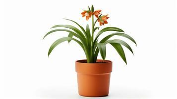 Photo of Fritillaria flower in pot isolated on white background. Generative AI