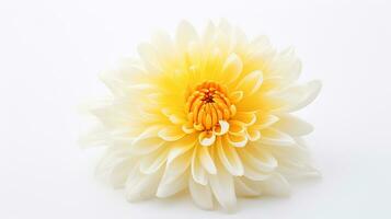 Photo of beautiful Chrysanthemum flower isolated on white background. Generative AI