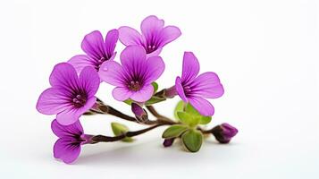 Photo of beautiful Rockcress flower isolated on white background. Generative AI