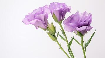 Photo of beautiful Lisianthus flower isolated on white background. Generative AI