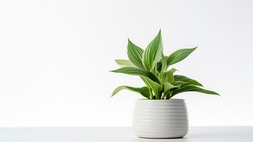 Photo of Hosta flower in pot isolated on white background. Generative AI
