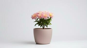 Photo of Chrysanthemum flower in pot isolated on white background. Generative AI