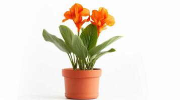 Photo of Canna Lily flower in pot isolated on white background. Generative AI