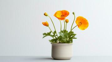 Photo of California Poppy flower in pot isolated on white background. Generative AI