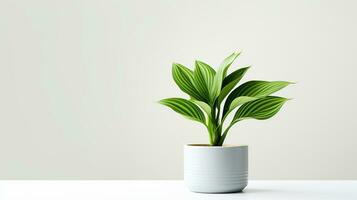 Photo of Hosta flower in pot isolated on white background. Generative AI