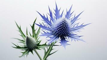 Photo of beautiful Sea Holly flower isolated on white background. Generative AI