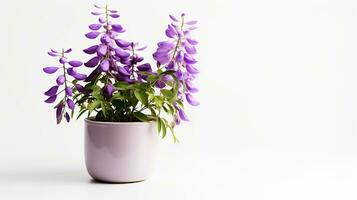 Photo of Wisteria flower in pot isolated on white background. Generative AI