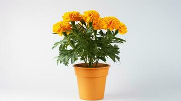 Photo of Marigold flower in pot isolated on white background. Generative AI