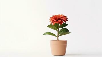 foto de zinnia flor en minimalista maceta aislado en blanco antecedentes