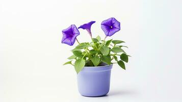 Photo of Morning Glory flower in pot isolated on white background. Generative AI