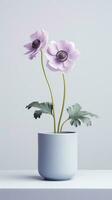 Photo of Anemone flower in pot isolated on white background. Generative AI