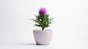 Photo of Thistle flower in pot isolated on white background. Generative AI