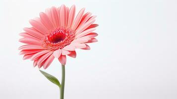 Photo of beautiful Gerbera flower isolated on white background. Generative AI