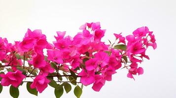 Photo of beautiful Bougainvillea flower isolated on white background. Generative AI