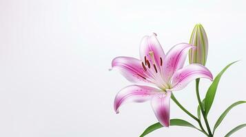 Photo of beautiful Lily flower isolated on white background. Generative AI