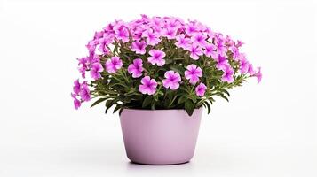 Photo of Phlox flower in pot isolated on white background. Generative AI