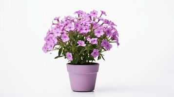Photo of Phlox flower in pot isolated on white background. Generative AI