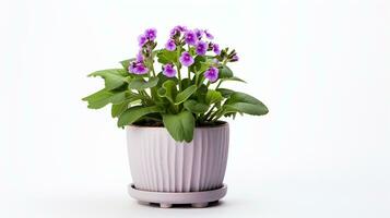 Photo of Lungwort flower in pot isolated on white background. Generative AI