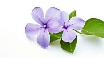 Photo of beautiful Periwinkle flower isolated on white background. Generative AI