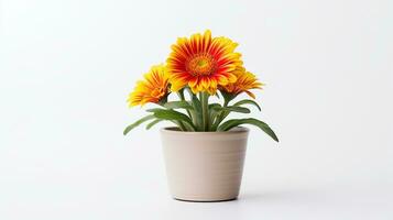 Photo of Gaillardia flower in pot isolated on white background. Generative AI