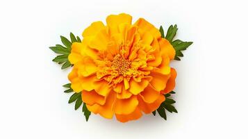 Photo of beautiful Marigold flower isolated on white background. Generative AI